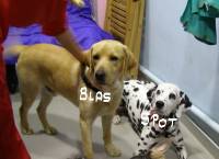 blas y spot para web