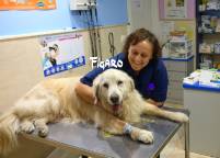 foto figaro para web